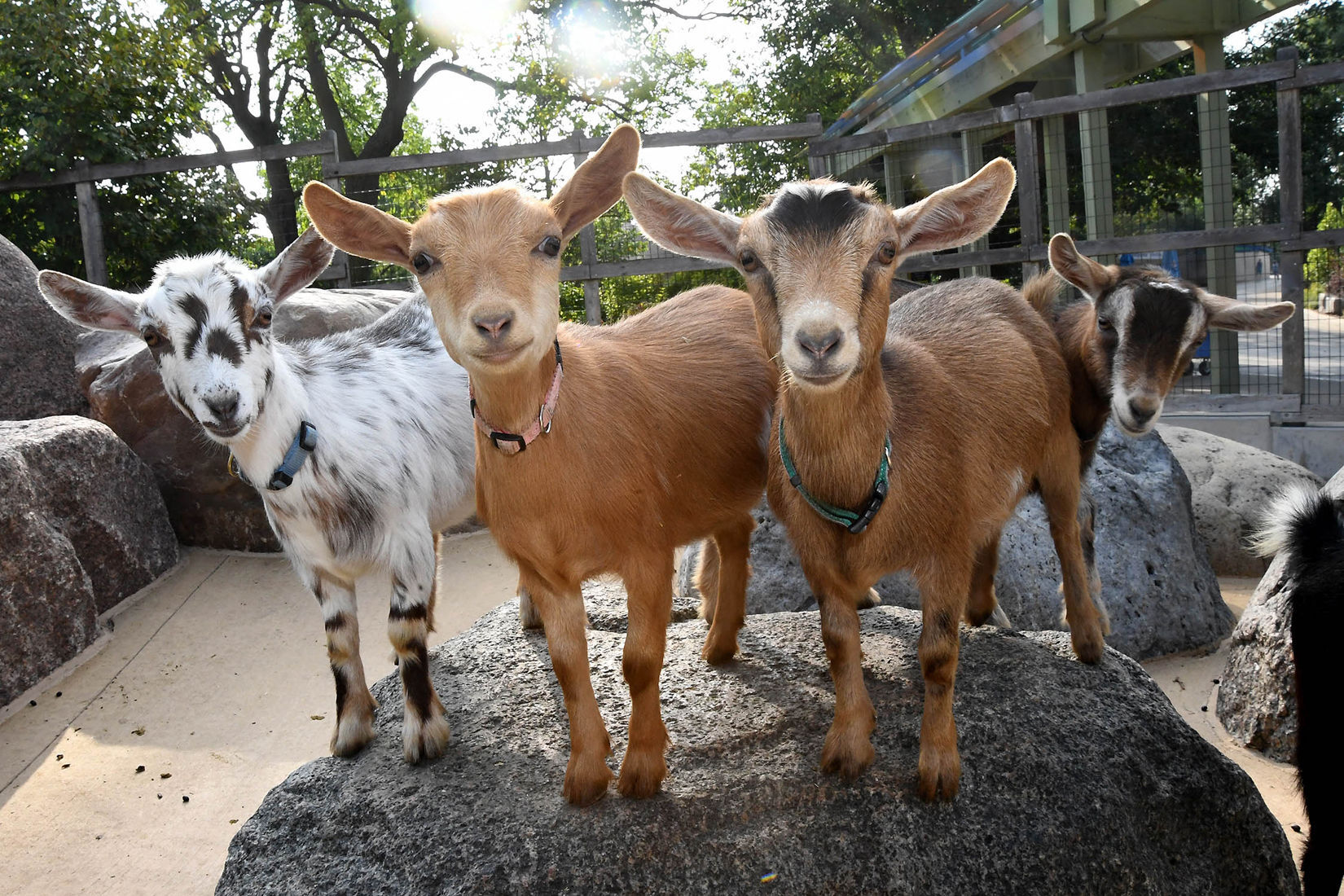 Brookfield Zoo Nigerian dwarf goats.jpg